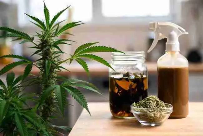 Shows kelp tea, alfalfa, and organic inputs