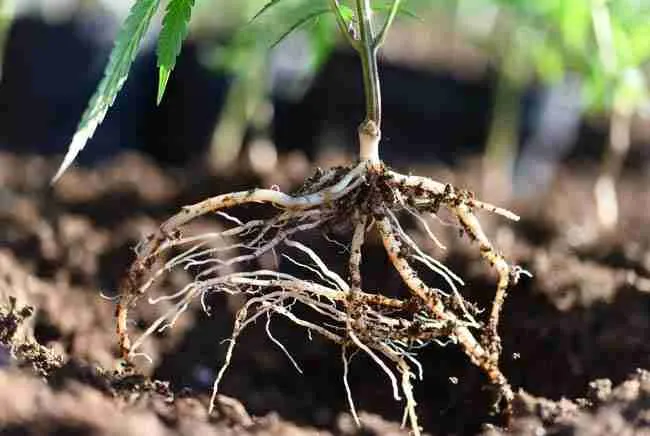 Close-up of vigorous healthy white cannabis roots from primed seedlings demonstrating improved root development after cannabis seed priming