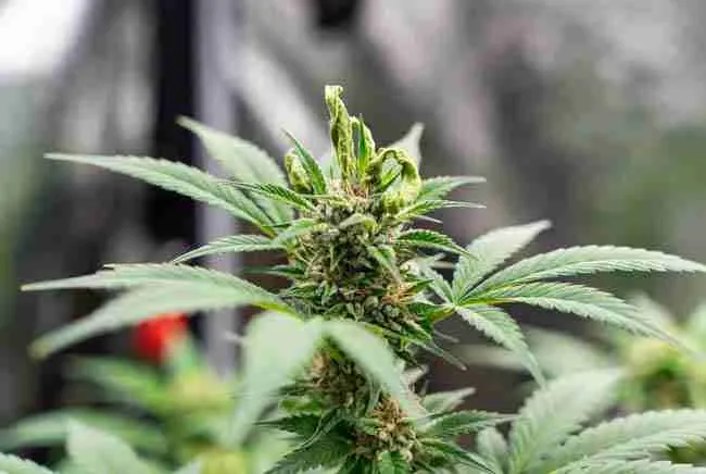 Boron deficiency – twisted, dying, and distorted new top growth on cannabis.