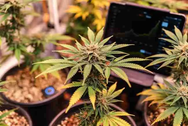 A single cannabis plant being monitored by a soil moisture meter