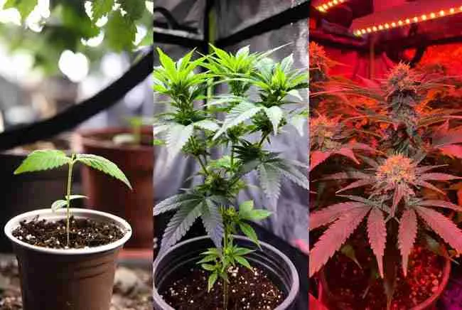 Visual of seedling → veg → flower stages