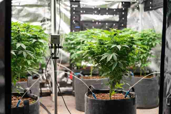 Dynamic precision irrigation cannabis system with automated drip lines and substrate sensors cannabis for consistent results