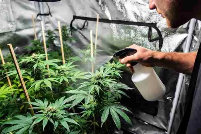 Grower applying foliar spray / CalMag treatment directly to cannabis tops (fix in action).