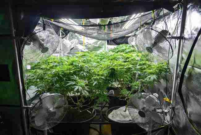 Airflow fans and training techniques for climate resilient cannabis in hot conditions