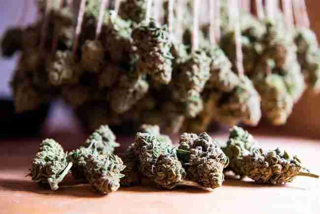 Bountiful harvest of heat tolerant cannabis strains and fast finishing cannabis seeds