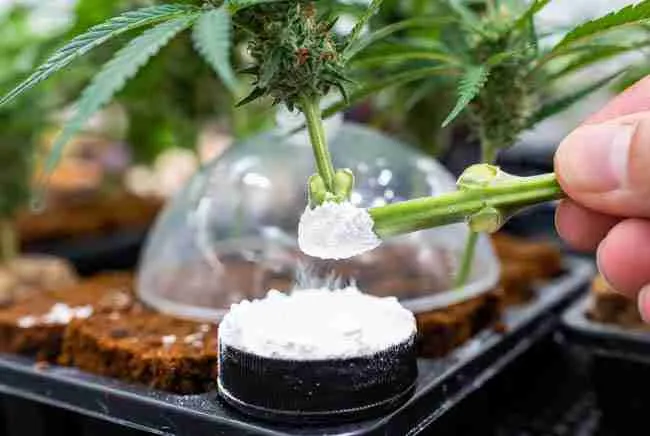 Cannabis cutting being dipped into synthetic rooting hormone powder during cloning process