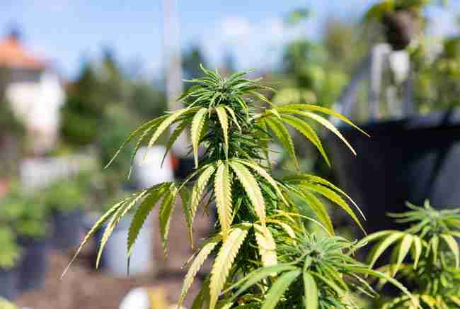 Close-up of cannabis leaves showing heat stress signs during hot weather cannabis growing