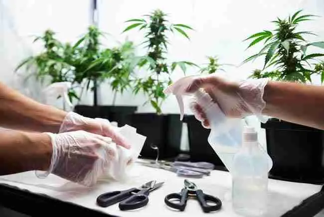 Gloved hands sanitizing cannabis pruning shears and work surface with isopropyl alcohol spray for home grow hygiene cannabis and clean propagation cannabis biosecurity
