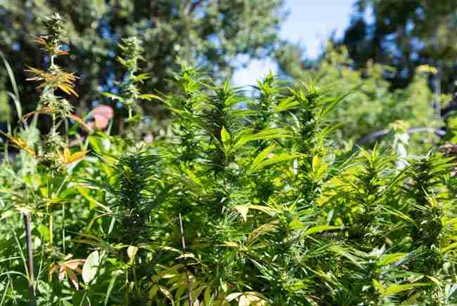 Diverse heat tolerant cannabis strains and fast finishing cannabis seeds growing outdoors in sun