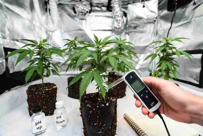 Grower testing soil pH with digital meter + pH up/down bottles in a tent.