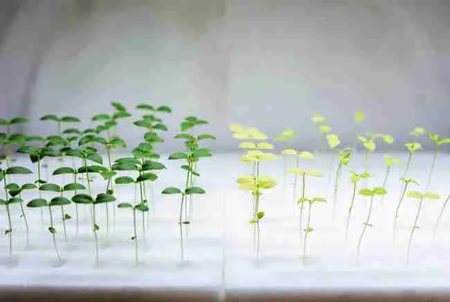 Side-by-side comparison of healthy vigorous cannabis seedlings from quality seeds versus weaker stressed ones to illustrate why good genetics are important for successful retipping cannabis cloning