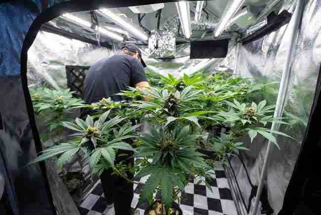 Growing OG Kush Seeds indoors in a professional grow tent with healthy vibrant plants in full flower and excellent light penetration