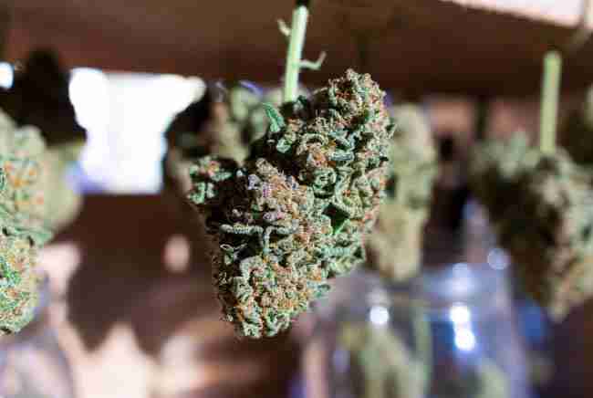 Harvesting and curing OG Kush buds covered in sparkling trichomes hanging to dry in a warm cozy space for maximum flavor and potency