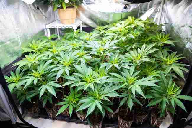 Many healthy uniform young cannabis plants grown using the retipping method thriving in small containers inside a grow tent, showing the success of more plants less space cannabis propagation