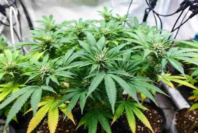 Thriving healthy cannabis plants with strong bottom leaf density and vibrant growth