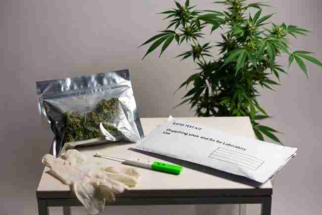Home grower testing setup with samples, rapid kit, and lab submission materials for hop latent viroid detection.