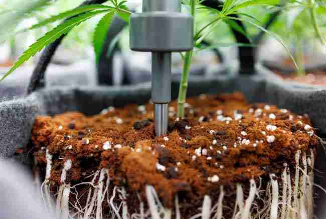 Close-up of substrate sensors cannabis probe measuring moisture with healthy white roots in cannabis growing medium