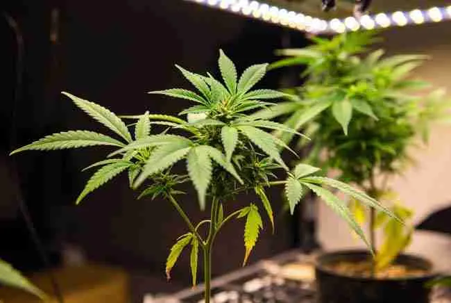 Comparison of healthy vs stressed plant