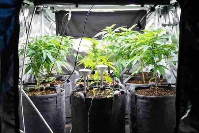 Canadian home grow tent setup with substrate sensors cannabis installed in multiple fabric pots for precision root zone monitoring