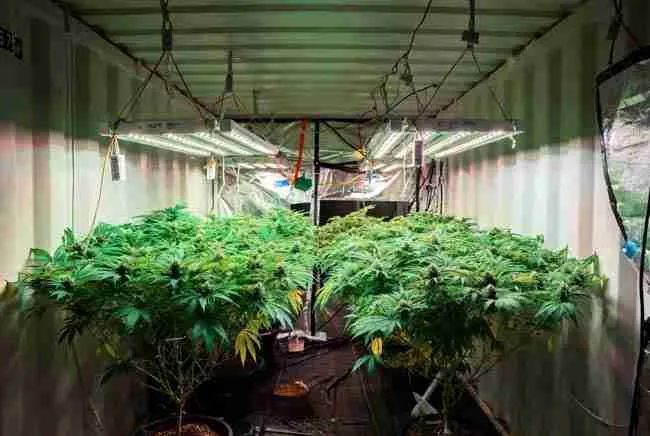 Full spectrum LED grow lights shining over healthy cannabis plants in a shipping container cannabis grow room