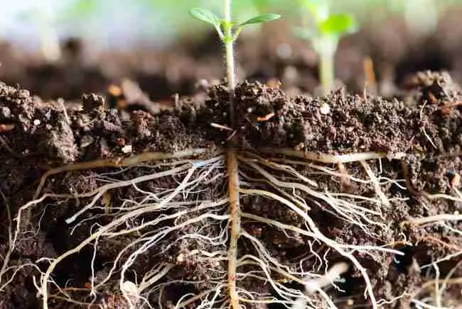 Close-up macro of healthy vigorous white cannabis roots in rich soil from primed seedlings showing better root development