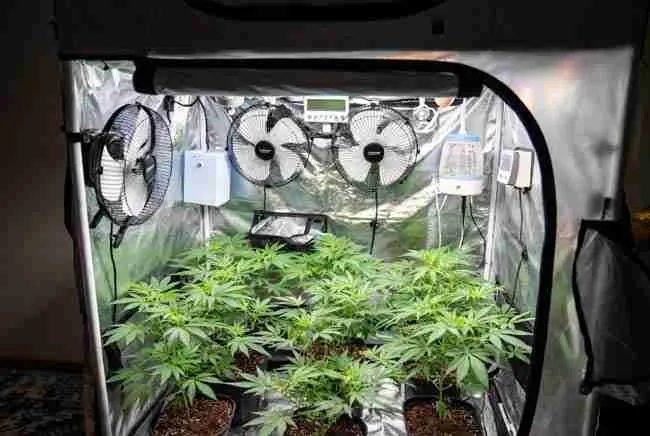 Professional grow tent setup with oscillating fans, humidifier, monitors, and even healthy canopy (airflow + humidity control).