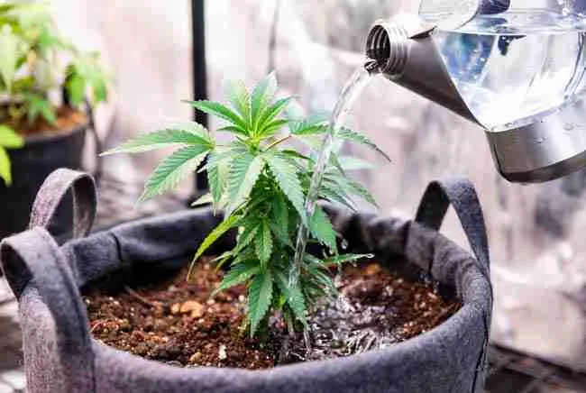 Proper watering cannabis plant in fabric pot with good drainage and runoff for prevention