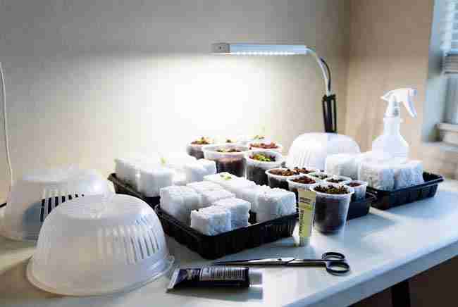 Neatly arranged budget-friendly home cannabis propagation supplies including humidity domes, rockwool, rooting hormone, scissors, and small LED light on a clean workspace