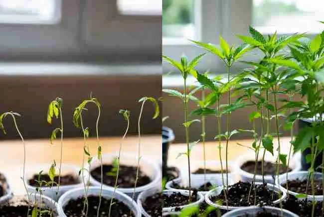 Before and after comparison of cannabis seedlings showing benefits of advanced seed treatment cannabis and bio-stimulant priming