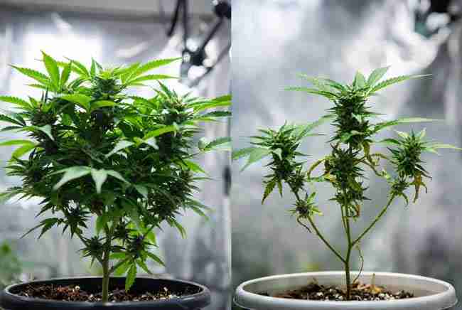 Close-up comparison of healthy cannabis plant versus one showing subtle stunted growth and mild leaf symptoms of hop latent viroid, educational visual for growers.