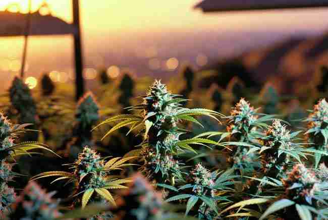 OG Kush Seeds rise in California with resinous flowering plants in a classic 1990s Los Angeles grow room capturing the legendary West Coast takeover