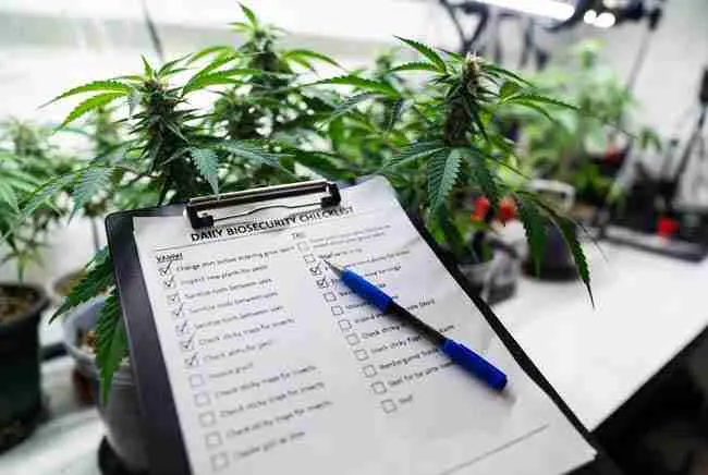 Daily biosecurity checklist clipboard for home cannabis growing with tasks like inspecting plants, sanitizing tools, and changing clothes in front of healthy cannabis plants