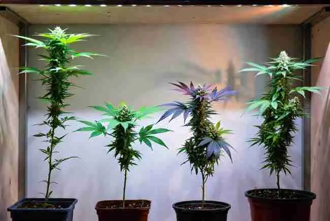Side-by-side comparison of four different cannabis phenotypes growing in pots, highlighting natural variation in structure, color, and bud development