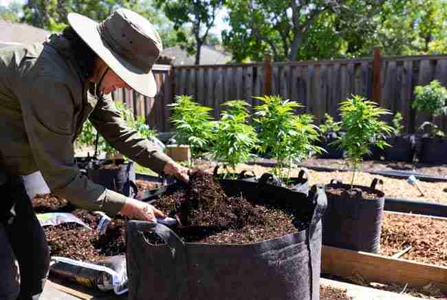 Preparing soil and pots for heat tolerant cannabis strains in hot Canadian summer garden