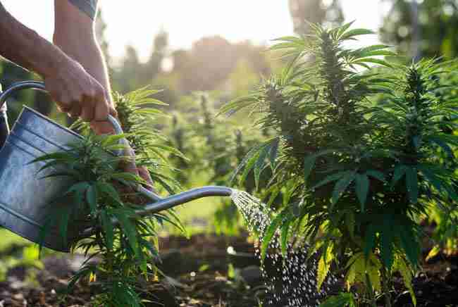 Proper watering technique for heat tolerant cannabis strains on a hot summer day