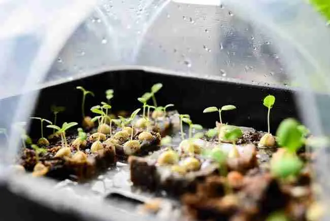 Healthy young cannabis seedlings sprouting in clean sterile media under propagation dome as foundation for clean propagation cannabis and strong genetics from trusted sources