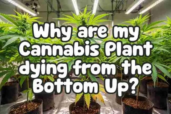 Hero banner with exact article title in bold bubble-style cannabis-leaf-textured lettering over a vibrant grow room background