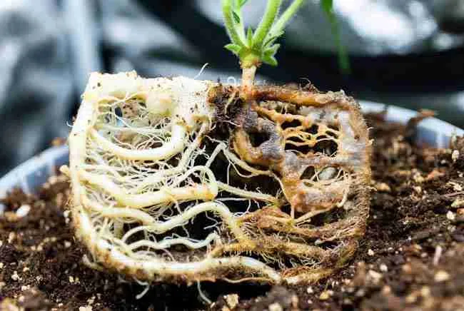 Cannabis roots close-up showing healthy white roots vs. brown/slime sections (root stress/rot)
