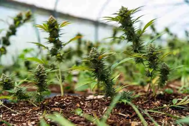 Mature regenerative cannabis garden at harvest time with dense resinous buds, thick mulch layer and healthy living soil in greenhouse showing soil health cannabis garden results