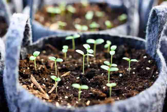 Strong healthy cannabis seedlings emerging vigorously from rich dark regenerative living soil in fabric pots demonstrating excellent early growth from quality seeds