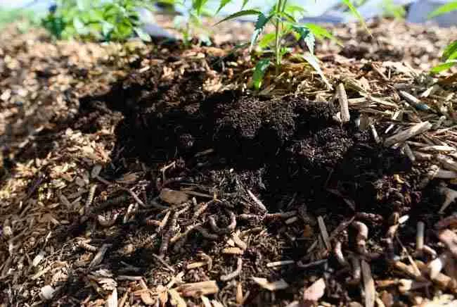 Top dressing rich compost and worm castings onto regenerative living soil around young cannabis plants with wood chip mulch in no till cannabis advanced system