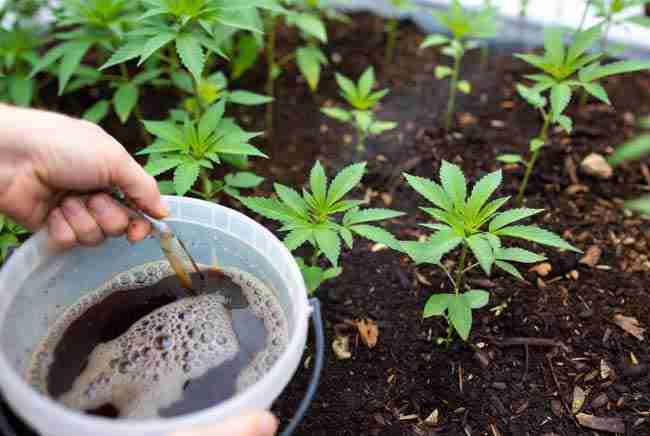 Applying aerated compost tea to young cannabis plants in rich regenerative living soil to boost soil microbiome cannabis health and nutrient cycling