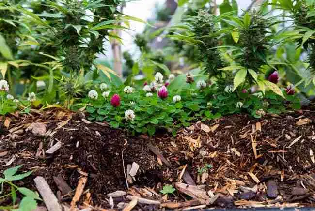 Regenerative cannabis garden bed with flowering cover crops, wood chip mulch and chop-and-drop layers on rich living soil for soil health cannabis garden
