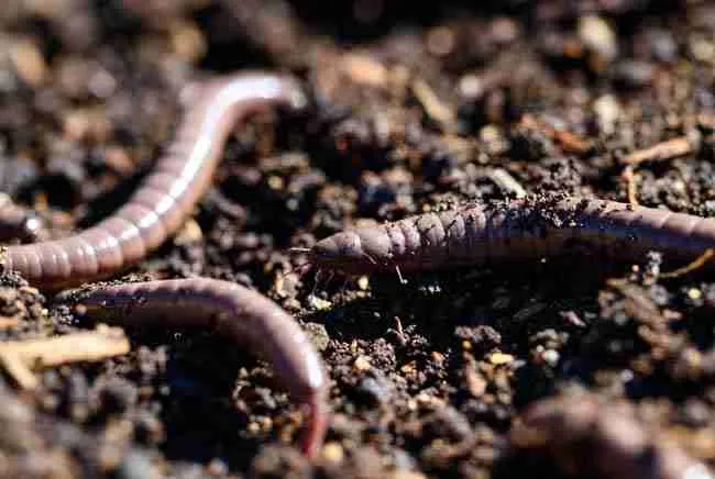 Healthy earthworms actively working in dark rich regenerative living soil for cannabis showing natural soil biology and structure improvement