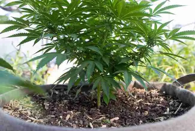 Vigorous healthy cannabis plant with lush green leaves growing in rich dark regenerative living soil with mulch in fabric pot showing excellent plant resilience