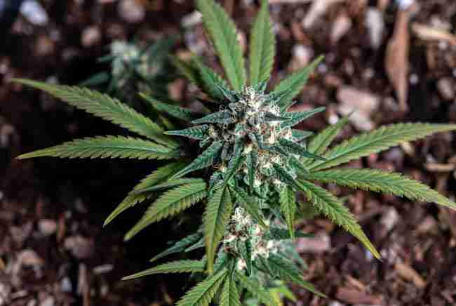 Dense resinous cannabis buds heavy with trichomes on a plant grown in regenerative living soil showing improved terpene production and quality from healthy soil microbiome