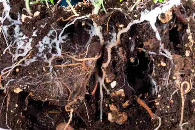 Cross section of regenerative soil cannabis microbiome showing white fungal hyphae, mycorrhizal networks, roots, beneficial bacteria and nematodes in living soil for cannabis