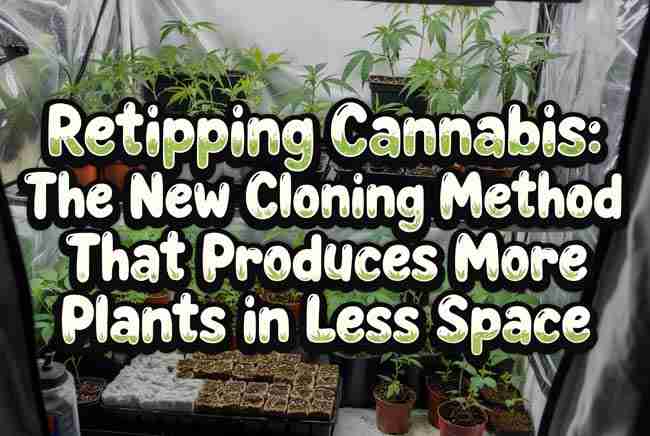 Retipping Cannabis featured image showing a small indoor grow space filled with young plants in propagation trays and the article title in bubbly cannabis-leaf-filled lettering