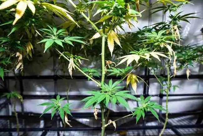 Cannabis plant recovering from bottom up dying with new green lower leaf growth