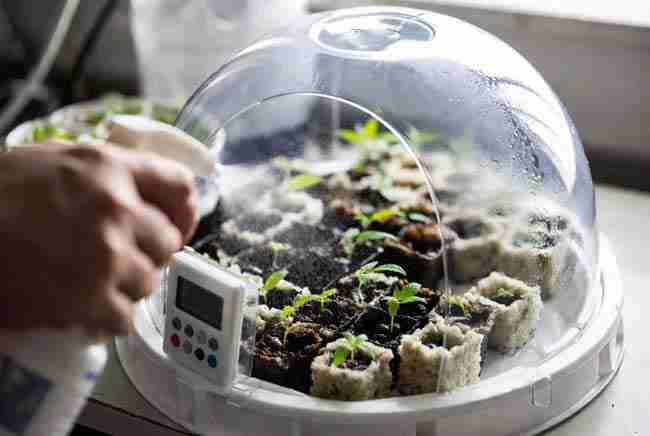 Grower misting freshly stuck cannabis retips in rockwool under a clear propagation dome with a digital thermometer and hygrometer showing ideal conditions for efficient cannabis cloning